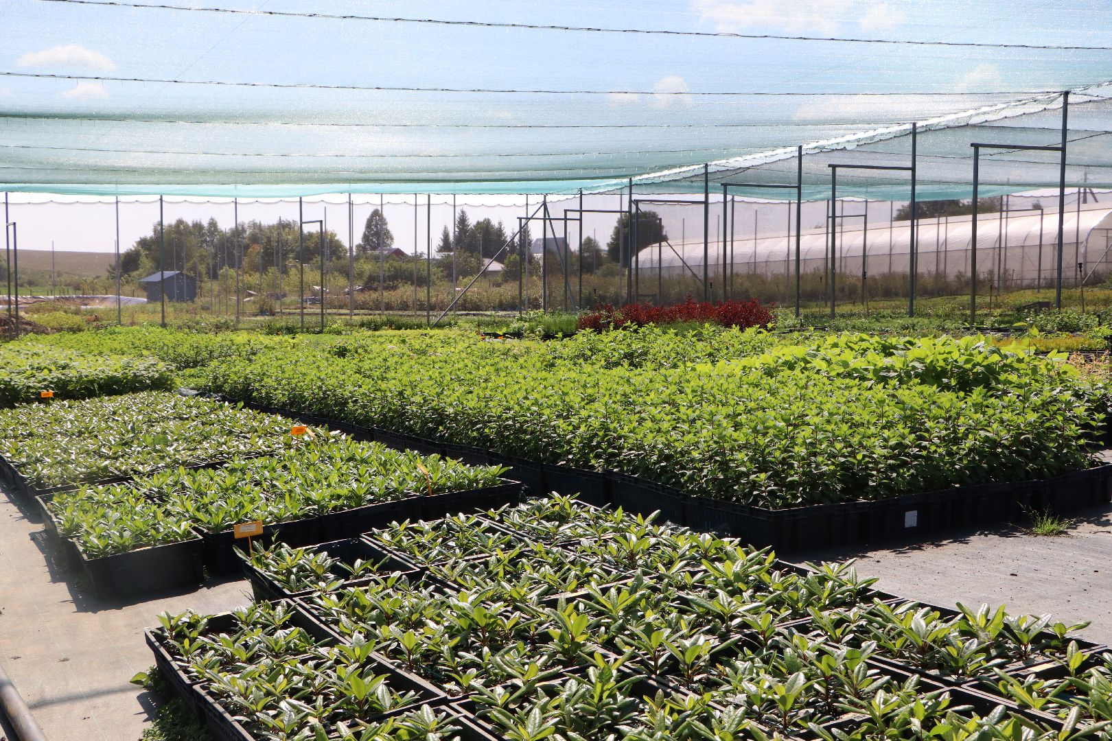 Серебряные Пруды, Семенково, Ягодная ферма, модный фермер, питомник,