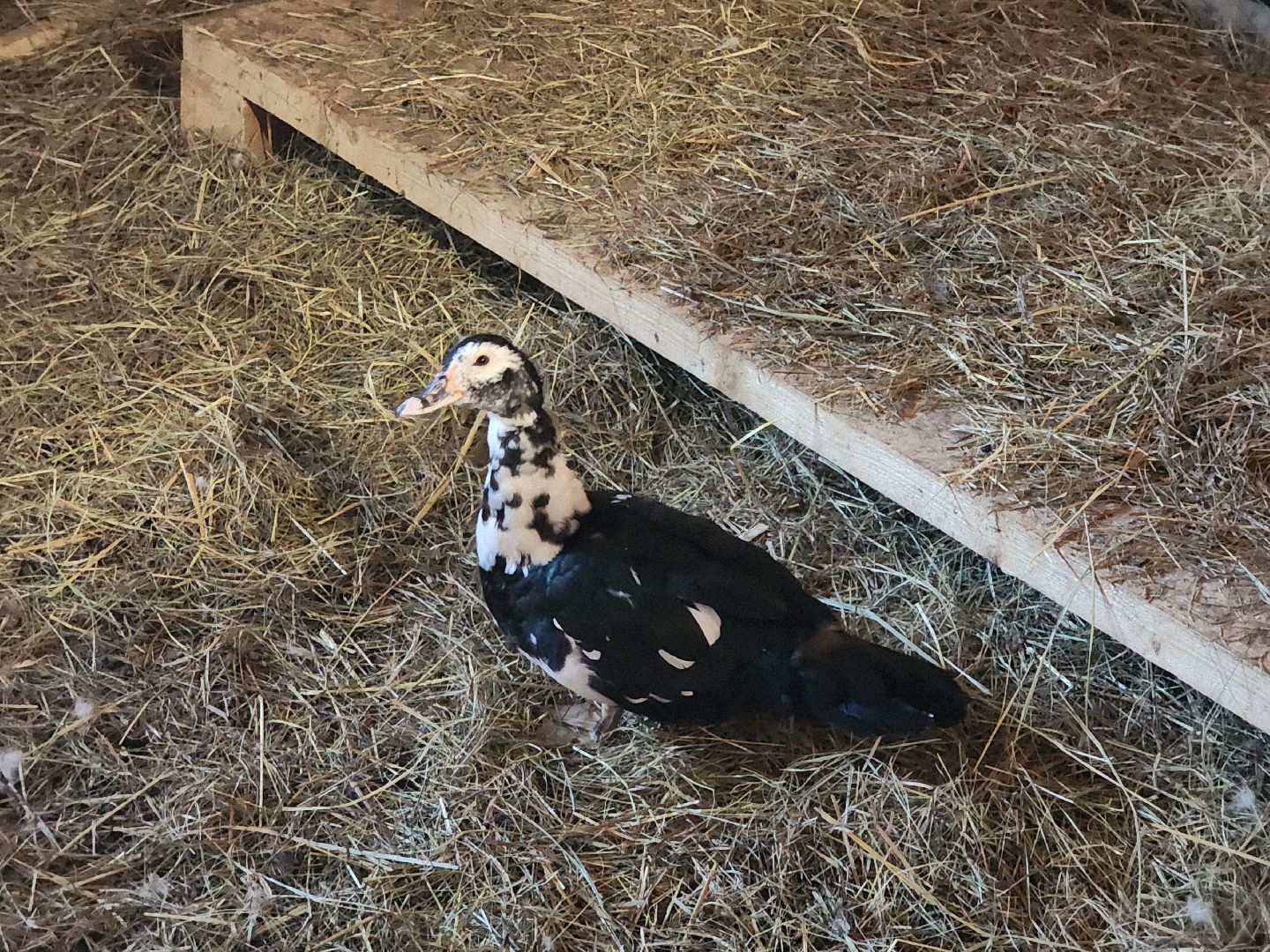 разведение коз, фермеры, субсидии,