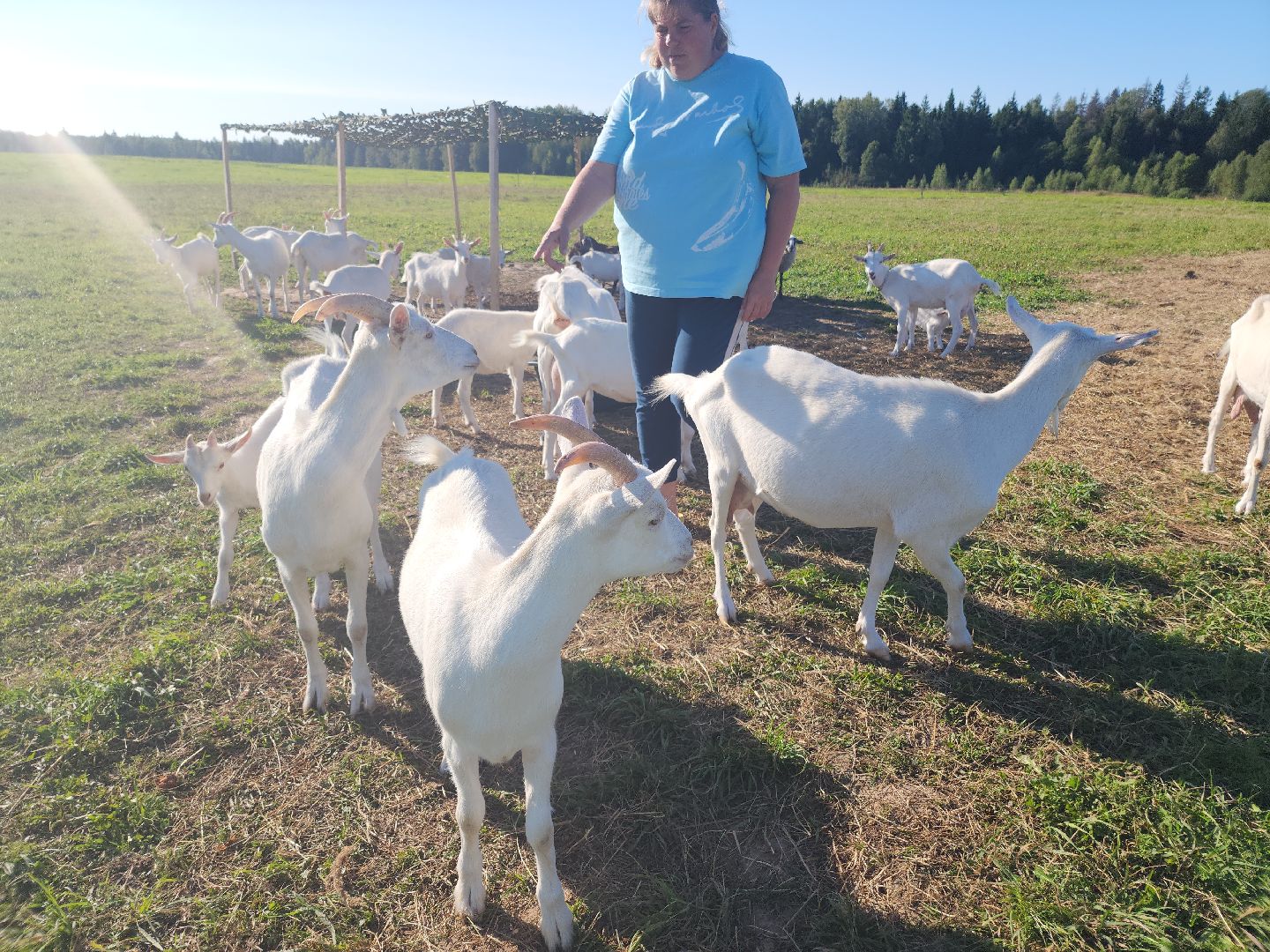 разведение коз, фермеры, субсидии,