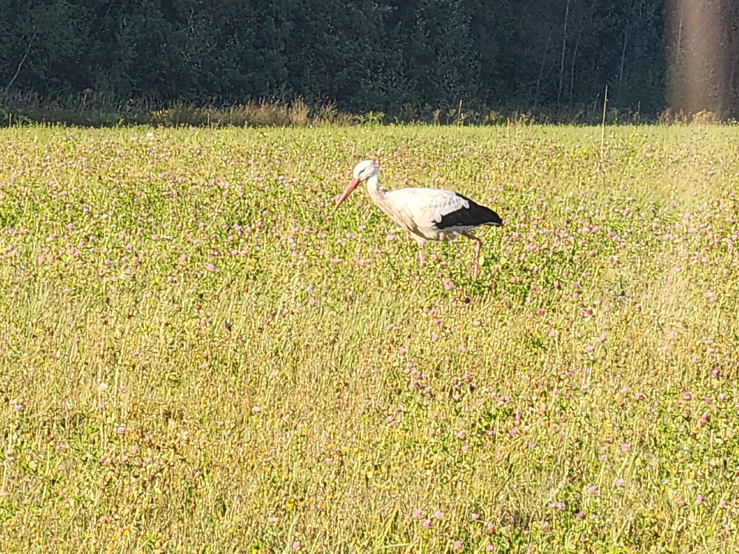 разведение коз, фермеры, субсидии,