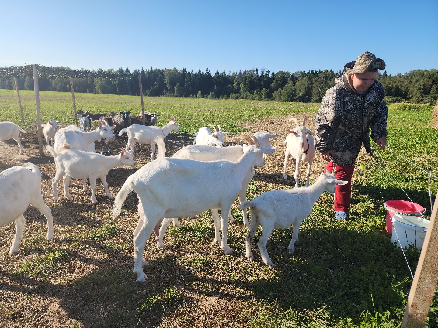 разведение коз, фермеры, субсидии,
