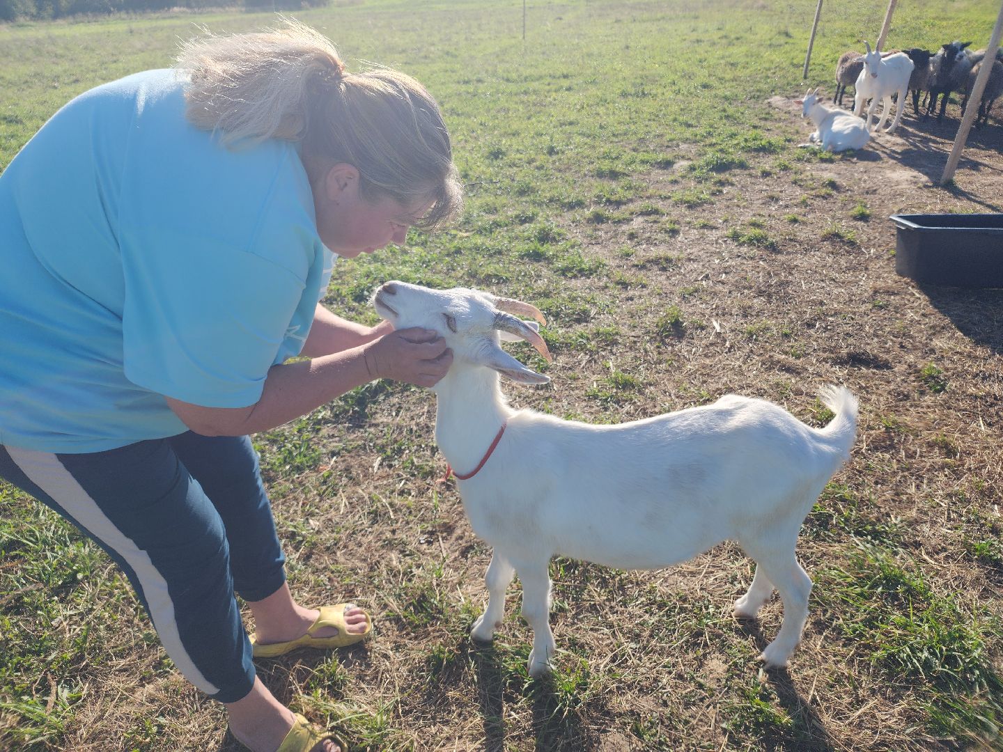 разведение коз, фермеры, субсидии,