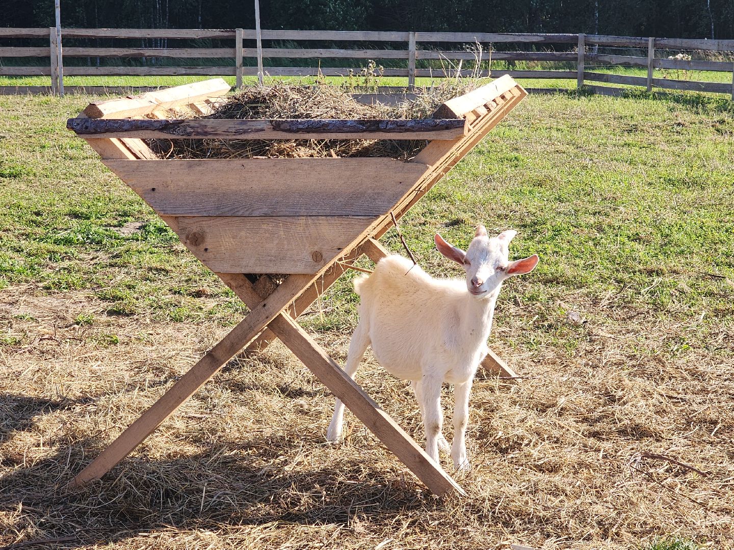 разведение коз, фермеры, субсидии,