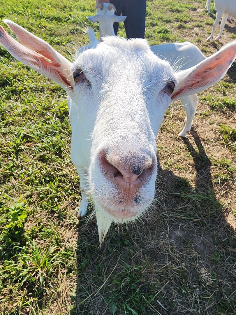 разведение коз, фермеры, субсидии,