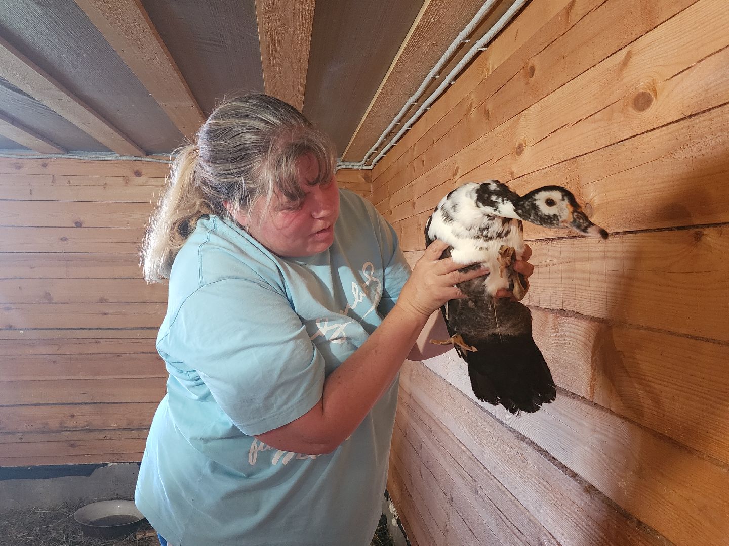 разведение коз, фермеры, субсидии,