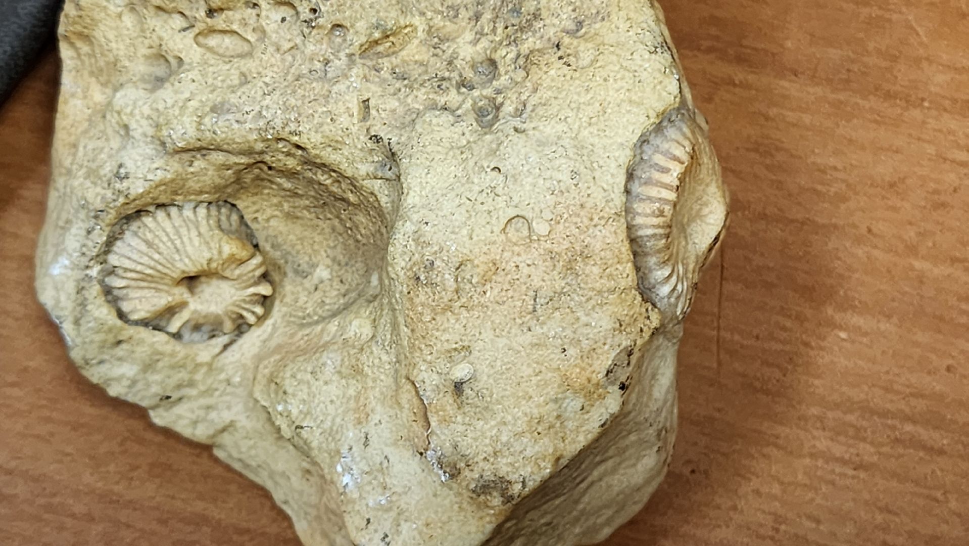 шатура, Всемирный день археолога, музеии, люди озер, культурная шатура,