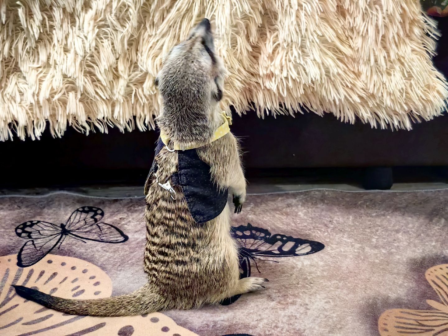 сурикаты, одежда для экзотов, финик и марта, костюмы, дизайнер,