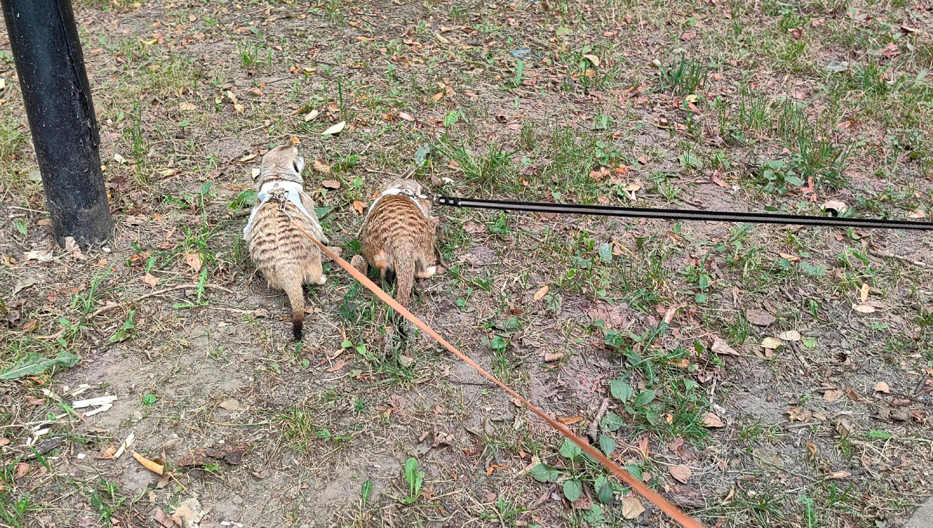 сурикаты, одежда для экзотов, финик и марта, костюмы, дизайнер,