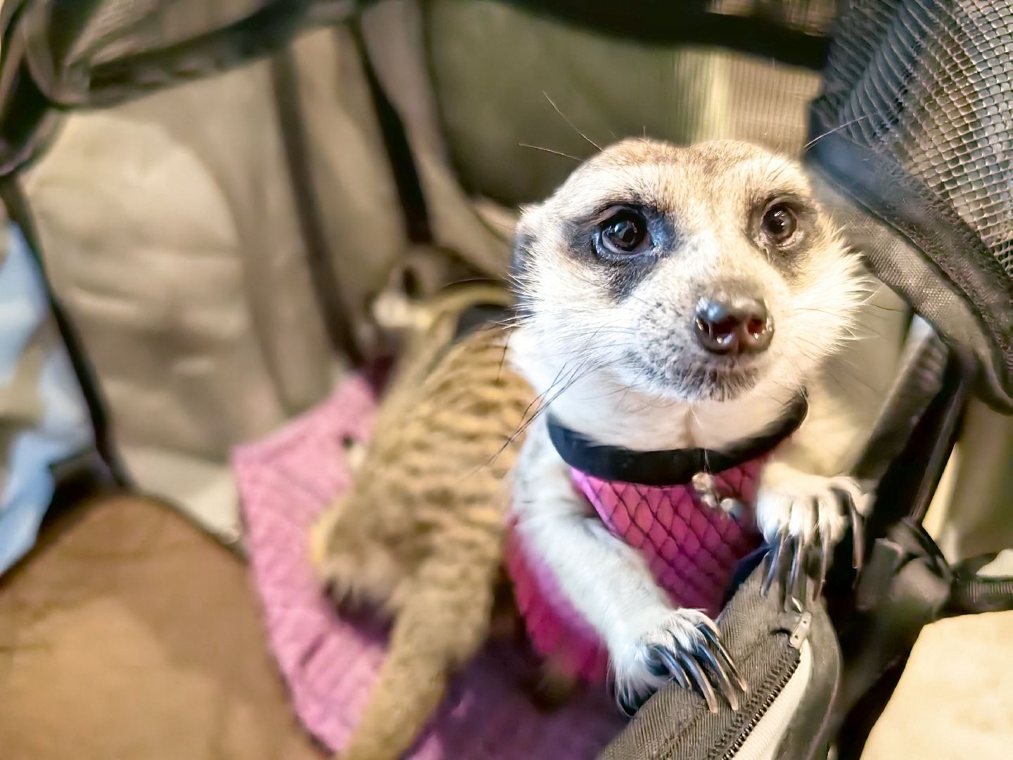 сурикаты, одежда для экзотов, финик и марта, костюмы, дизайнер,