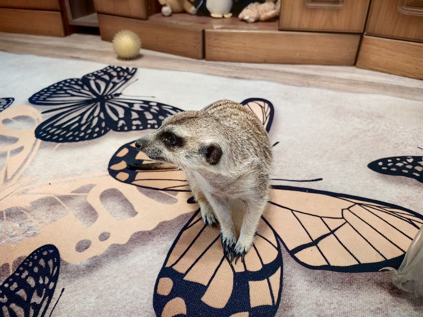 сурикаты, одежда для экзотов, финик и марта, костюмы, дизайнер,