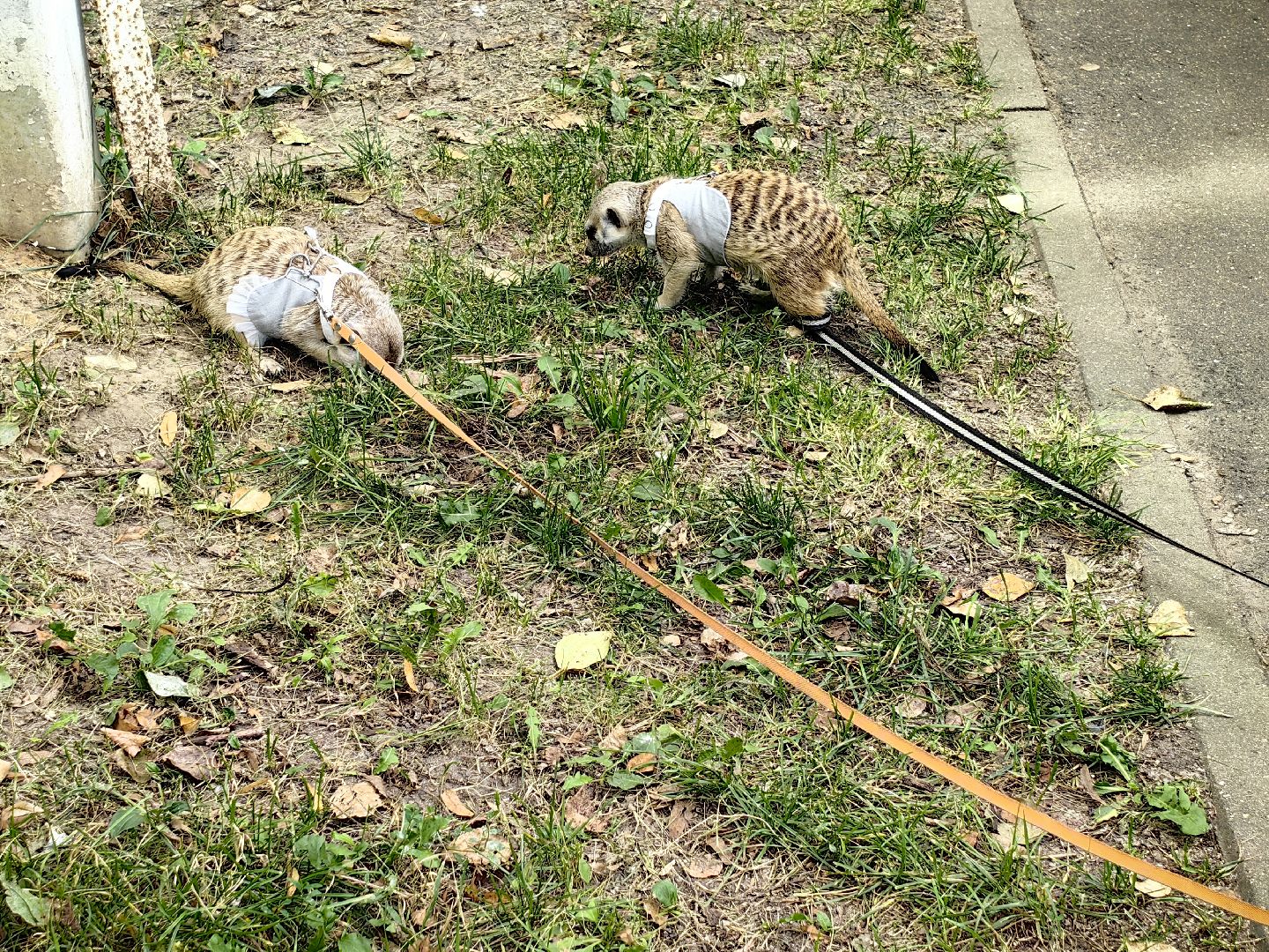 сурикаты, одежда для экзотов, финик и марта, костюмы, дизайнер,