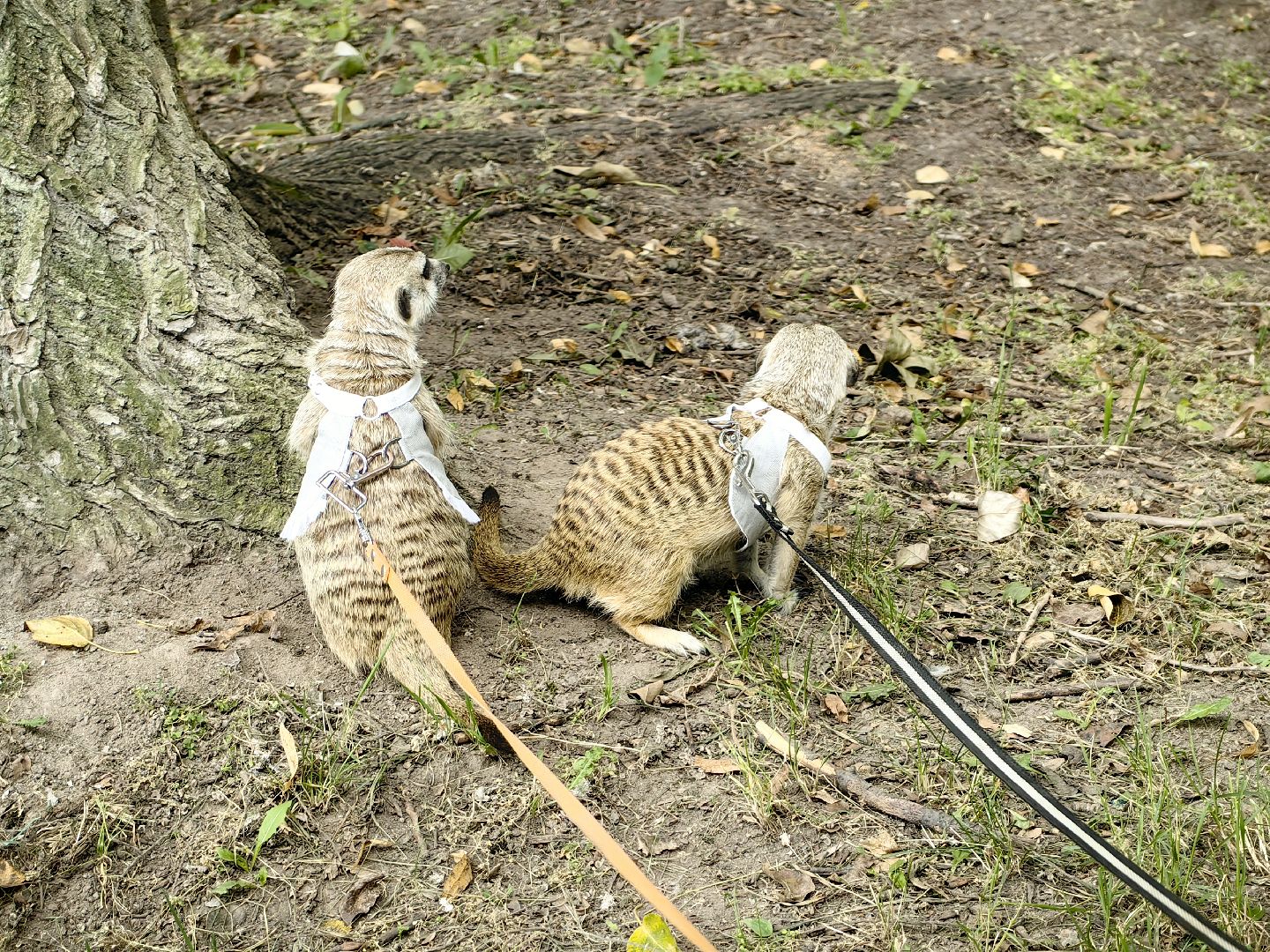 сурикаты, одежда для экзотов, финик и марта, костюмы, дизайнер,