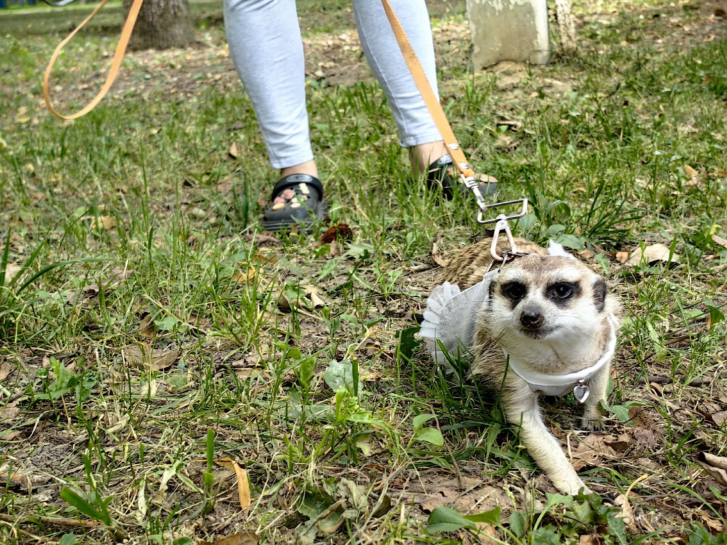 сурикаты, одежда для экзотов, финик и марта, костюмы, дизайнер,