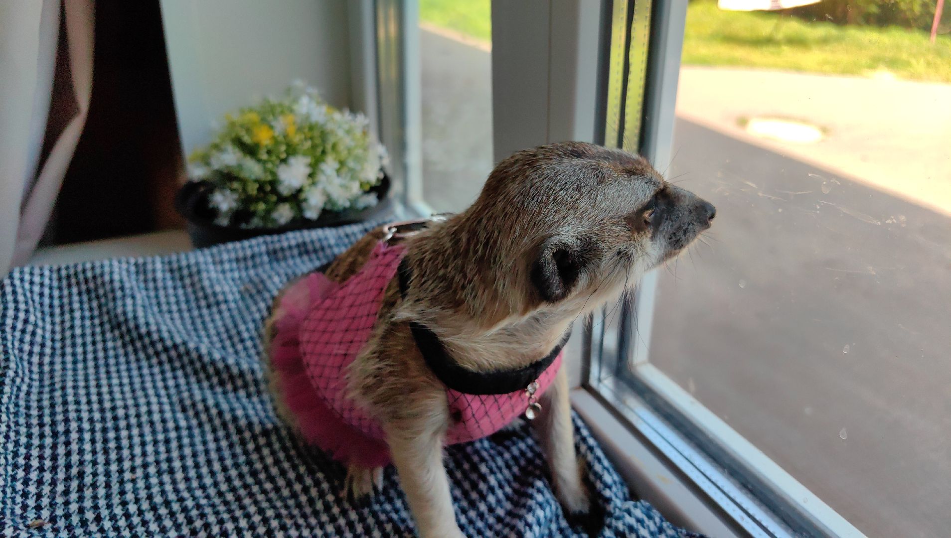 сурикаты, одежда для экзотов, финик и марта, костюмы, дизайнер,