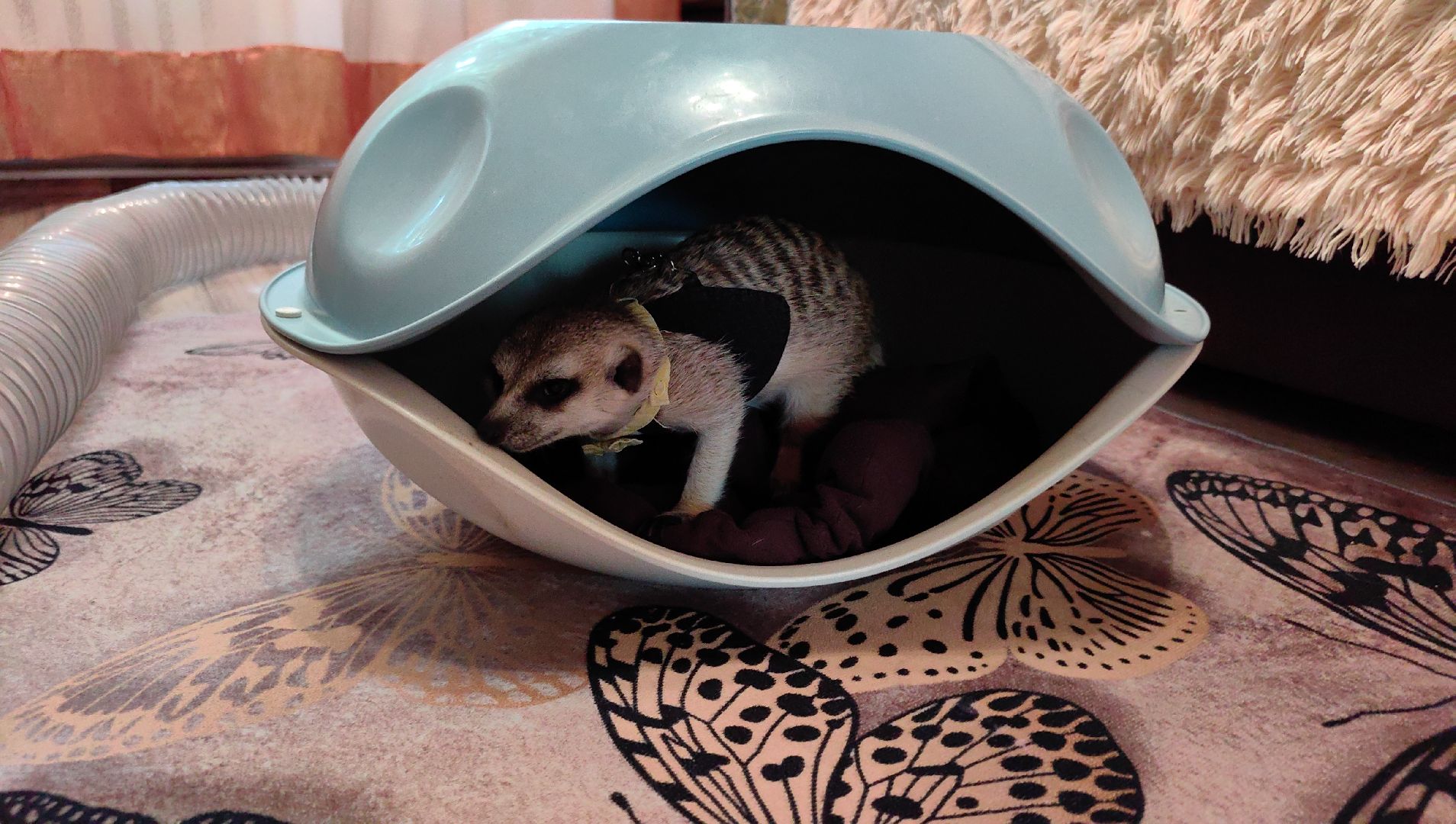 сурикаты, одежда для экзотов, финик и марта, костюмы, дизайнер,