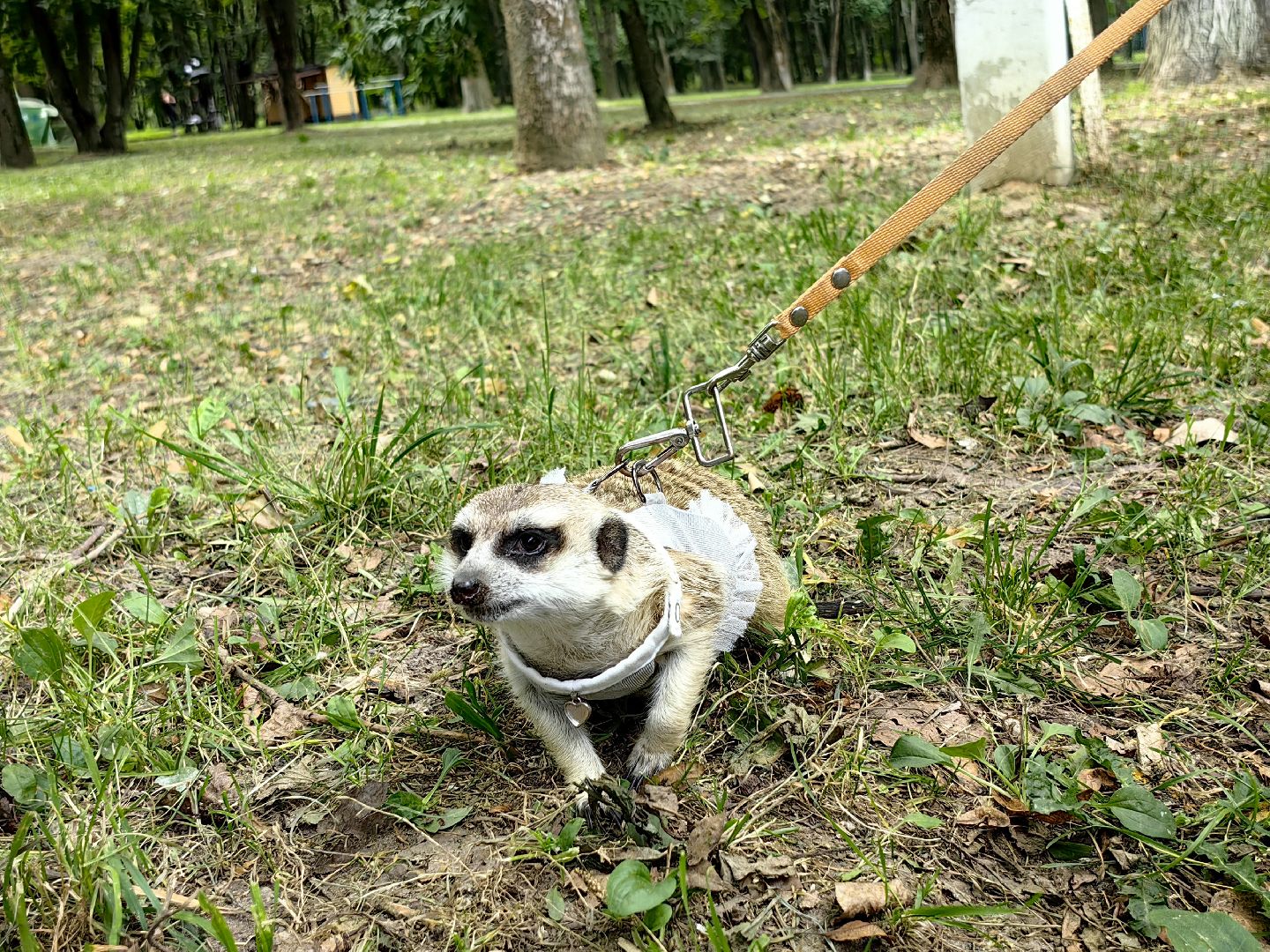 сурикаты, одежда для экзотов, финик и марта, костюмы, дизайнер,