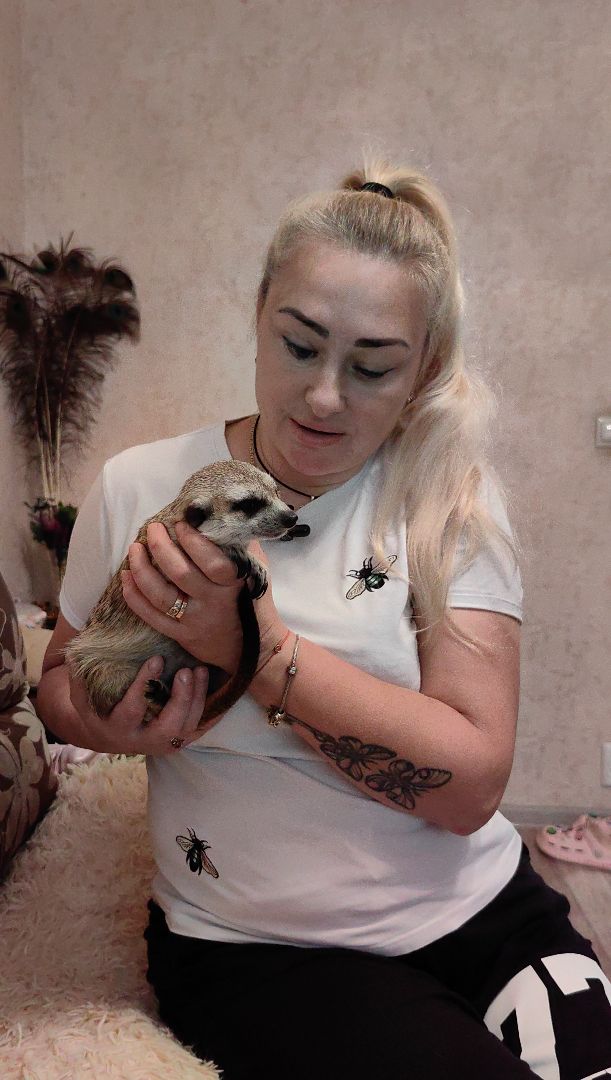 сурикаты, одежда для экзотов, финик и марта, костюмы, дизайнер,