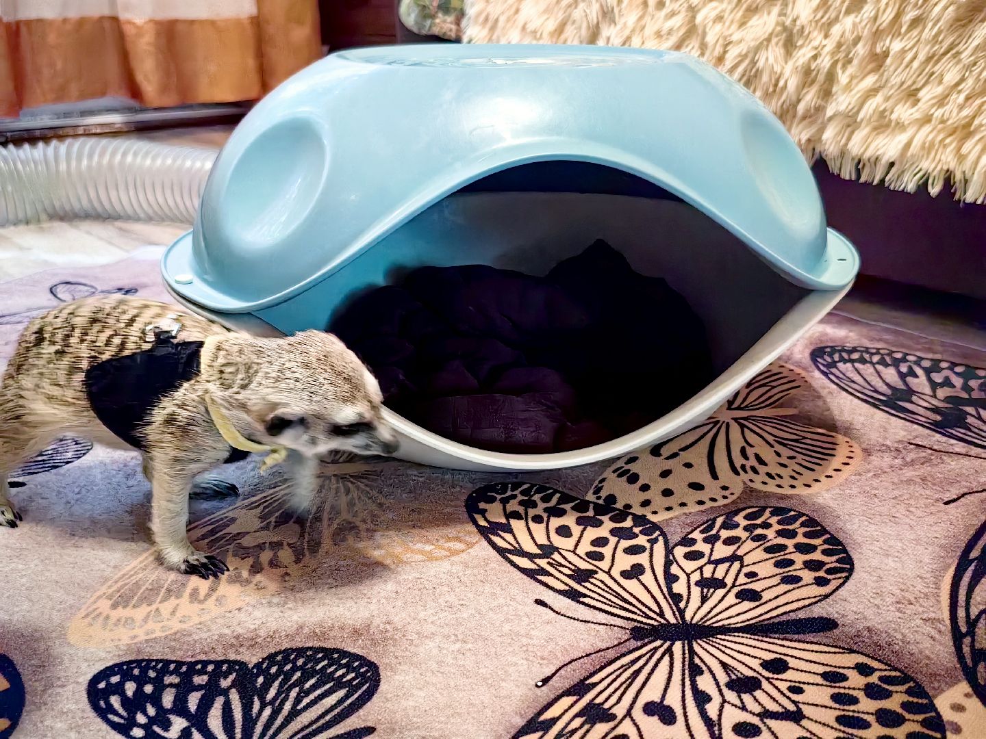 сурикаты, одежда для экзотов, финик и марта, костюмы, дизайнер,