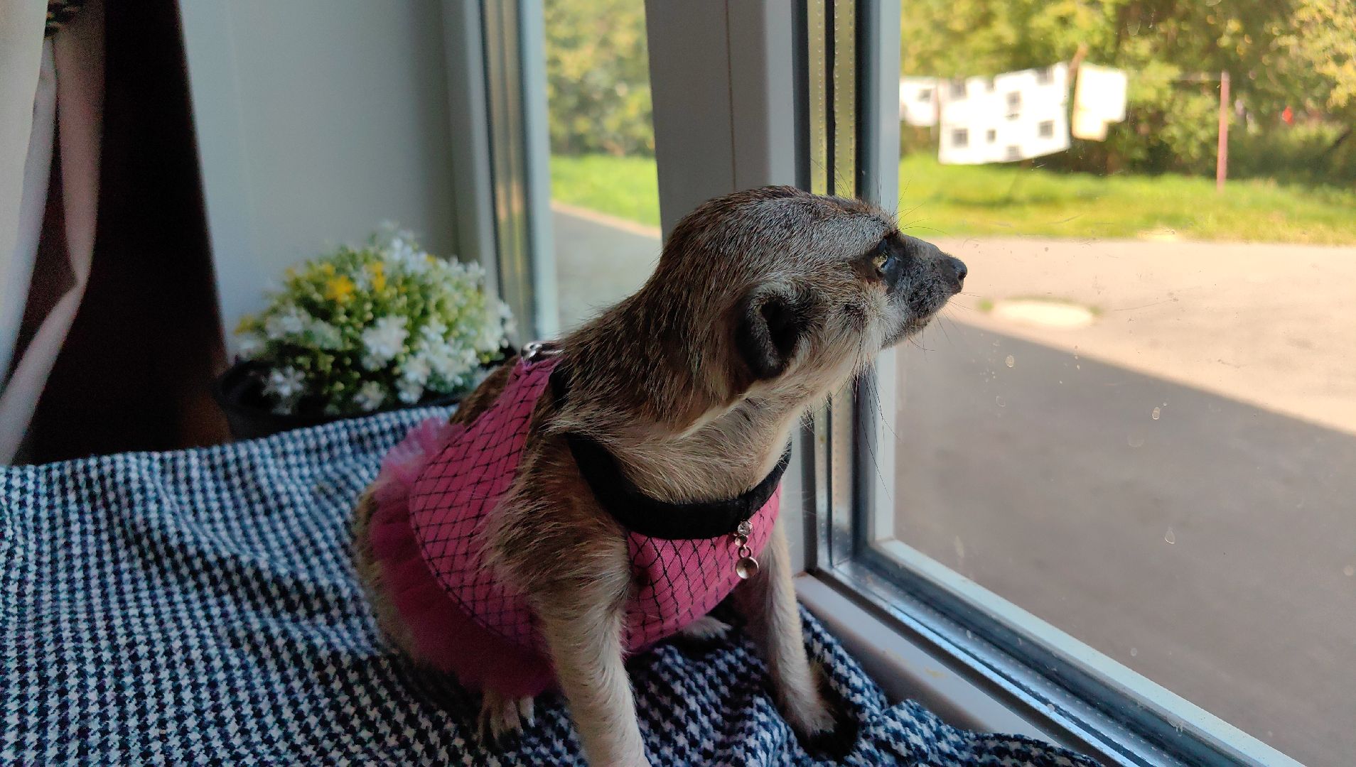 сурикаты, одежда для экзотов, финик и марта, костюмы, дизайнер,