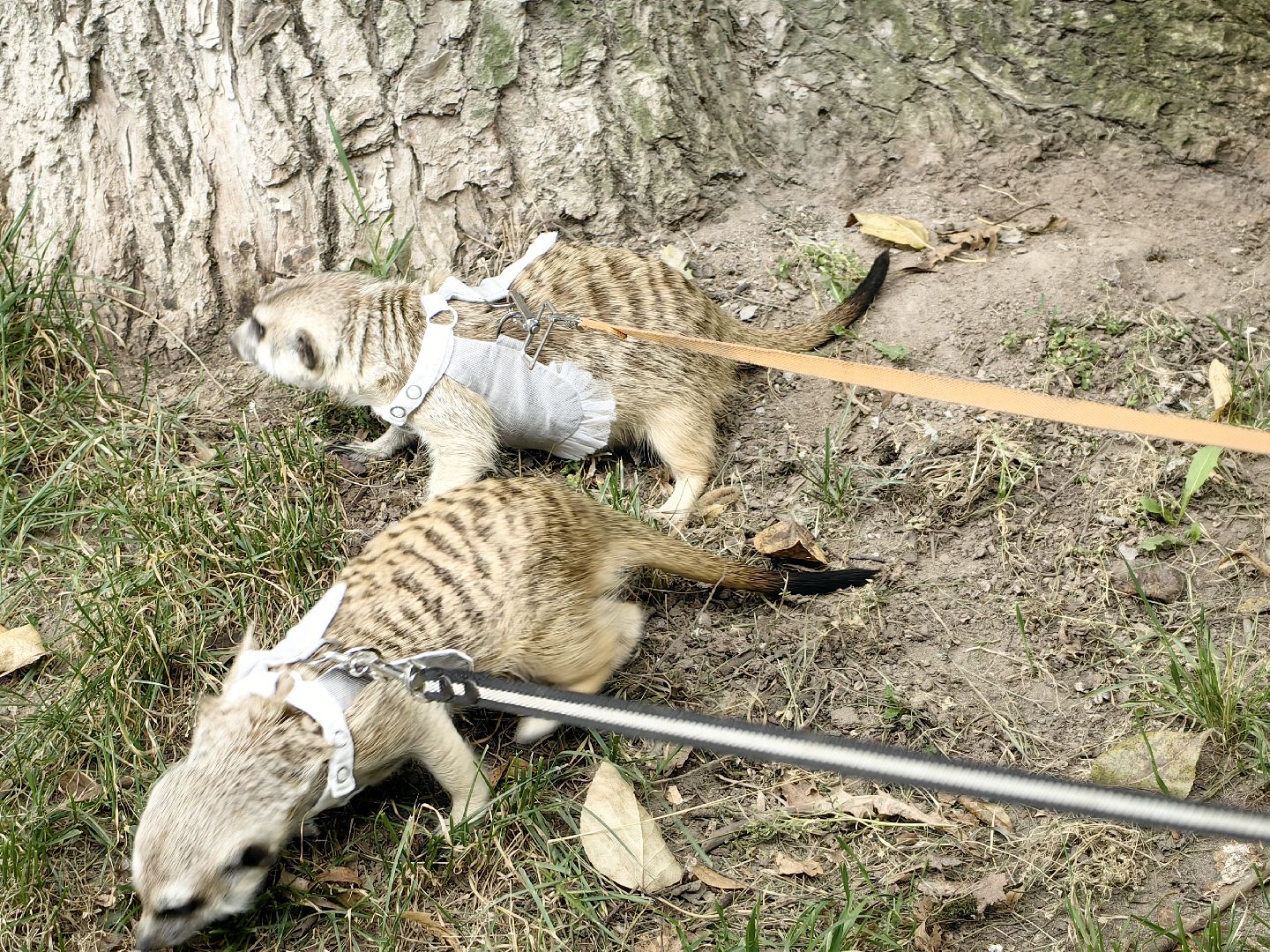 сурикаты, одежда для экзотов, финик и марта, костюмы, дизайнер,