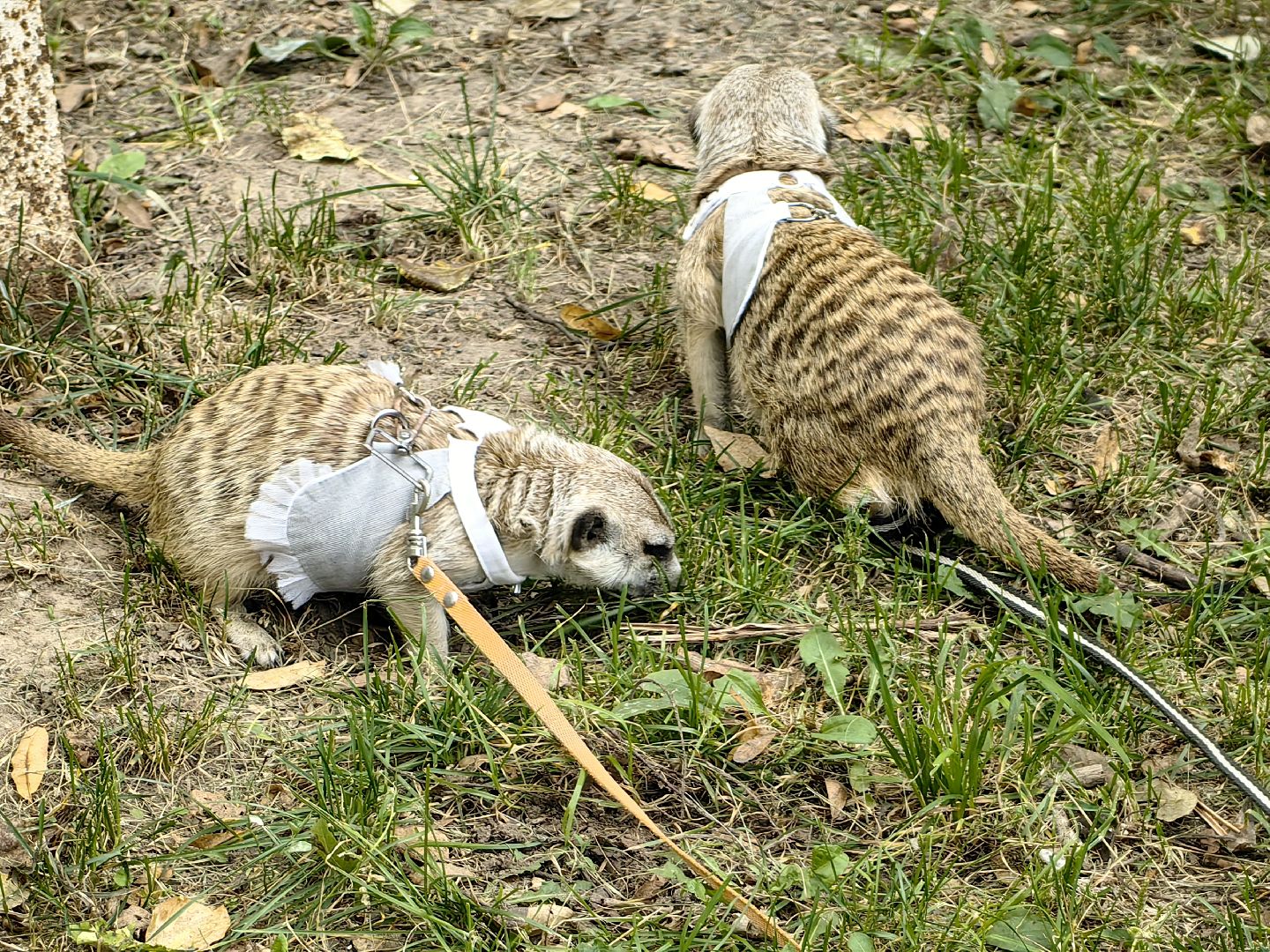 сурикаты, одежда для экзотов, финик и марта, костюмы, дизайнер,