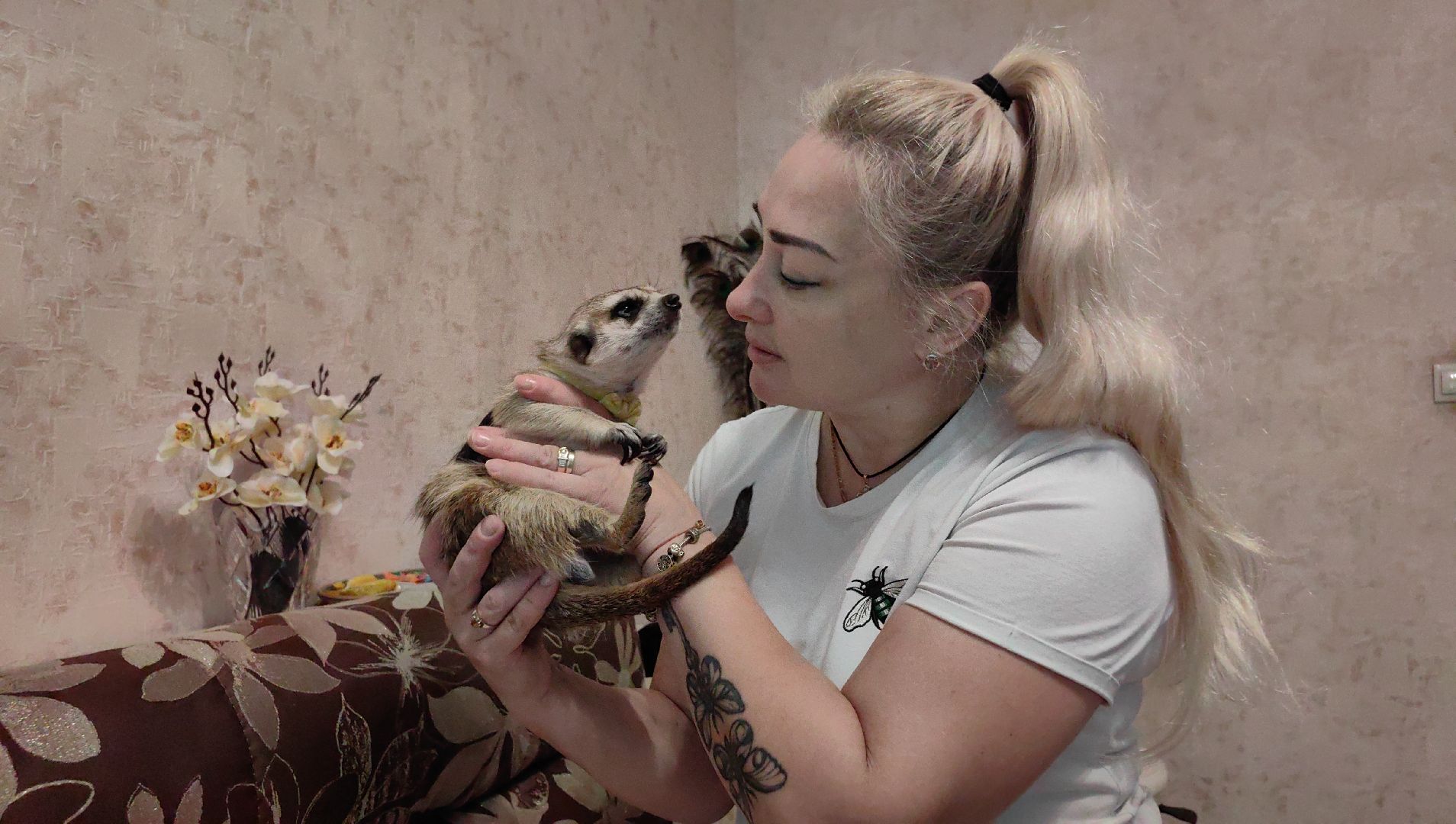 сурикаты, одежда для экзотов, финик и марта, костюмы, дизайнер,