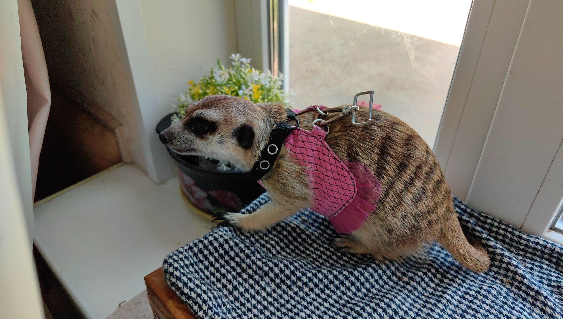 сурикаты, одежда для экзотов, финик и марта, костюмы, дизайнер,