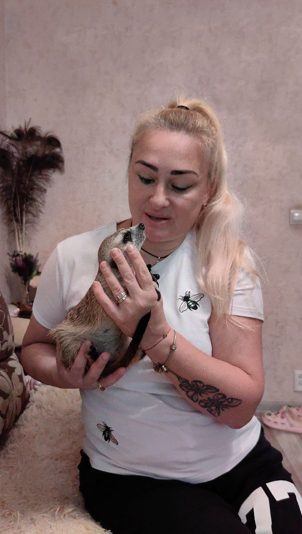 сурикаты, одежда для экзотов, финик и марта, костюмы, дизайнер,