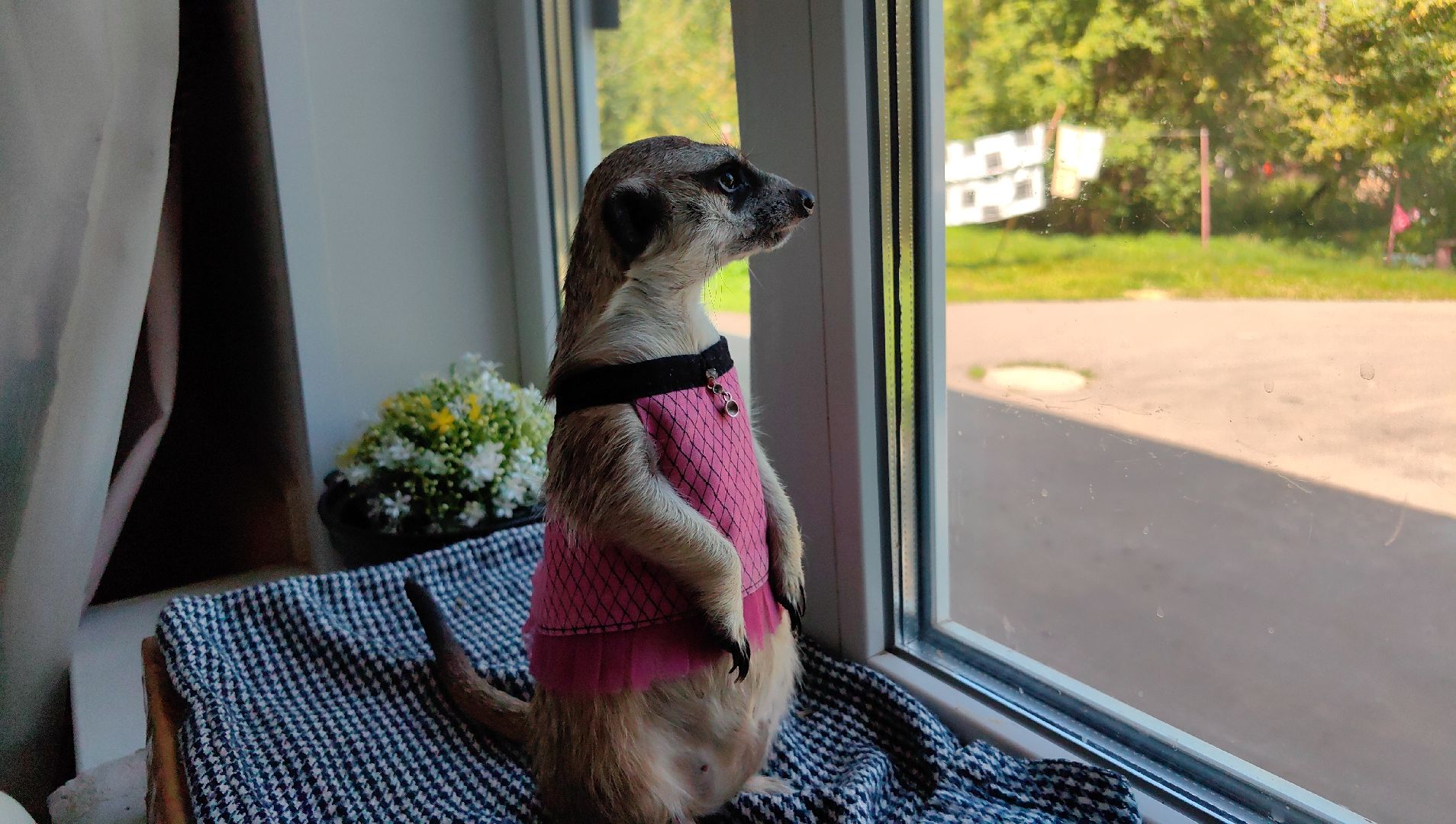 сурикаты, одежда для экзотов, финик и марта, костюмы, дизайнер,