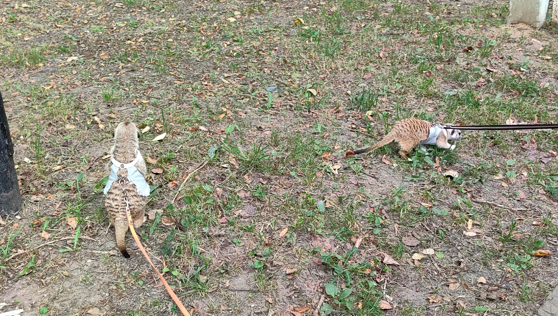 сурикаты, одежда для экзотов, финик и марта, костюмы, дизайнер,