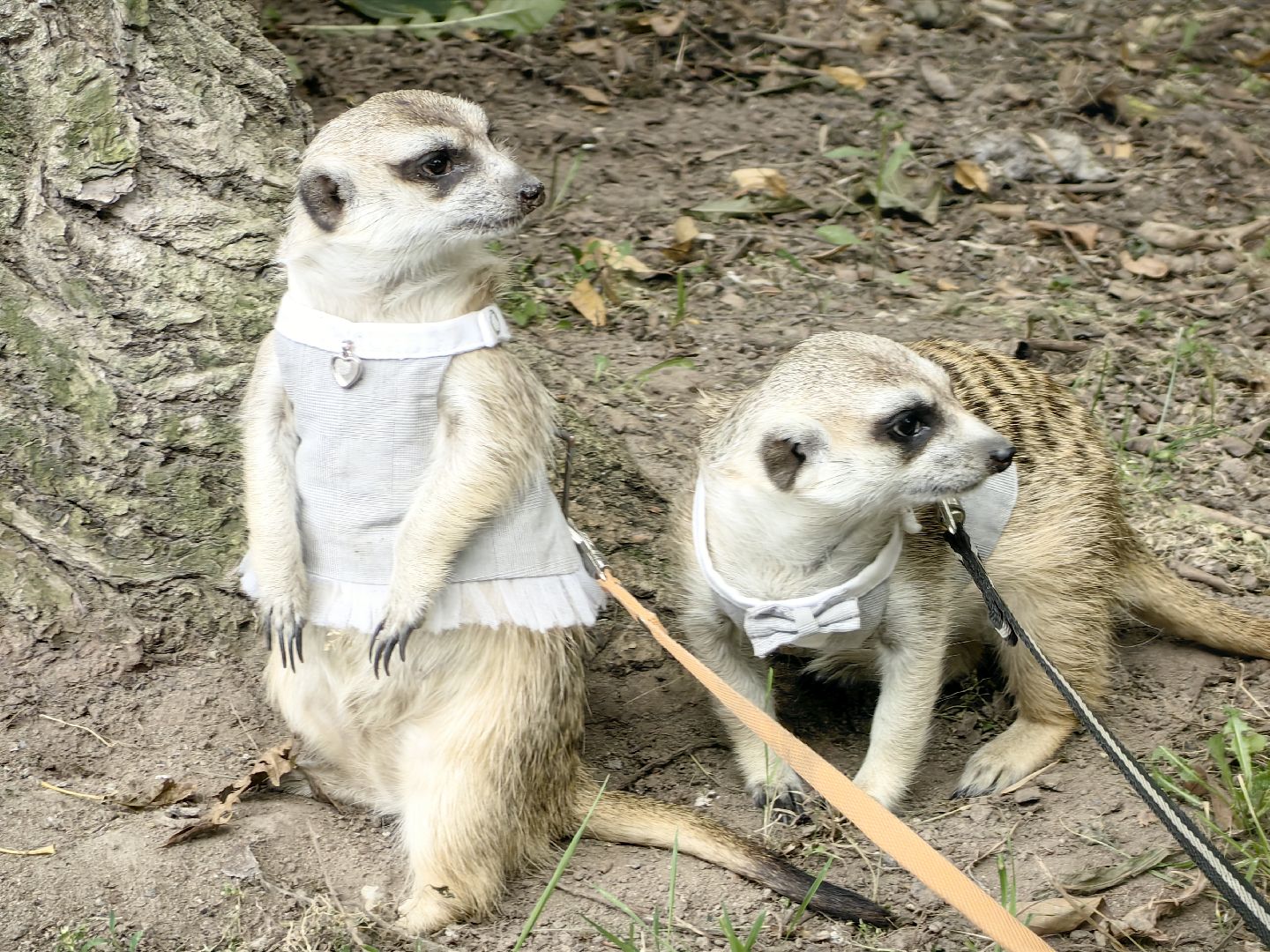 сурикаты, одежда для экзотов, финик и марта, костюмы, дизайнер,