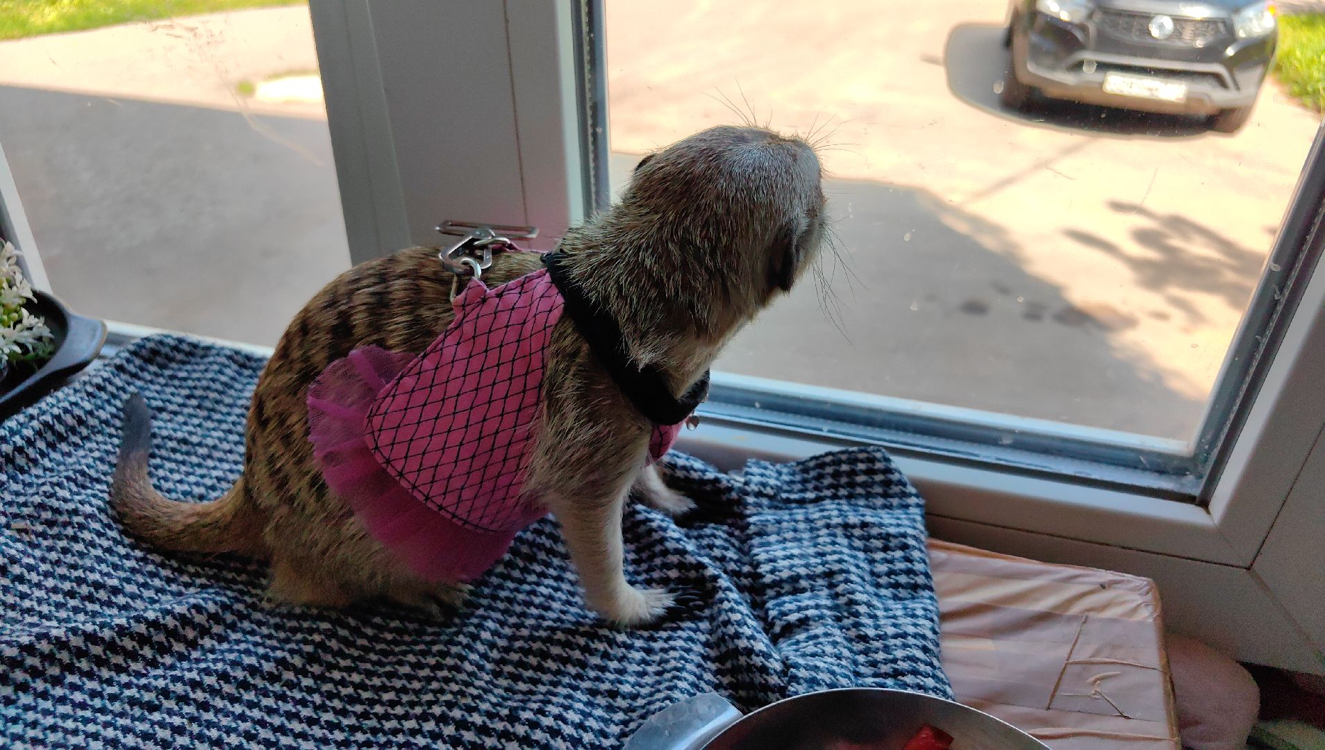 сурикаты, одежда для экзотов, финик и марта, костюмы, дизайнер,