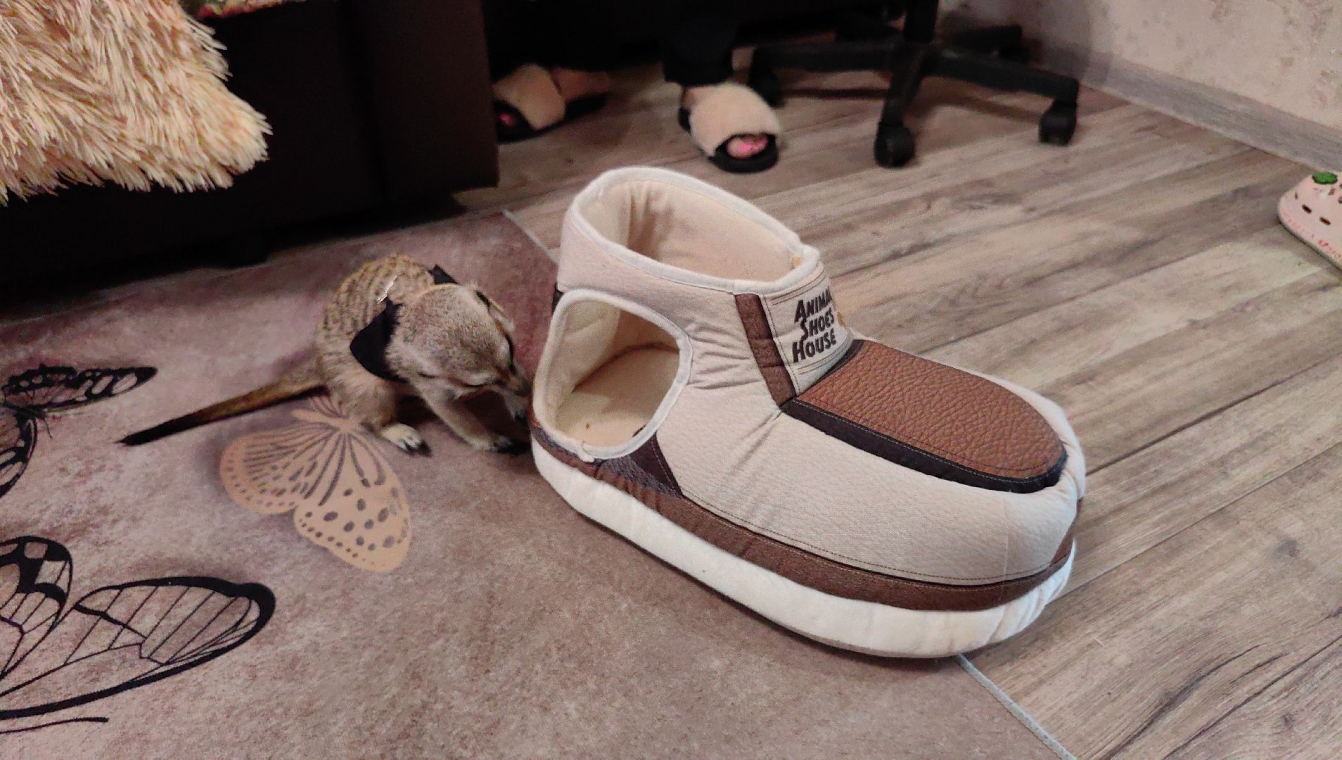 сурикаты, одежда для экзотов, финик и марта, костюмы, дизайнер,