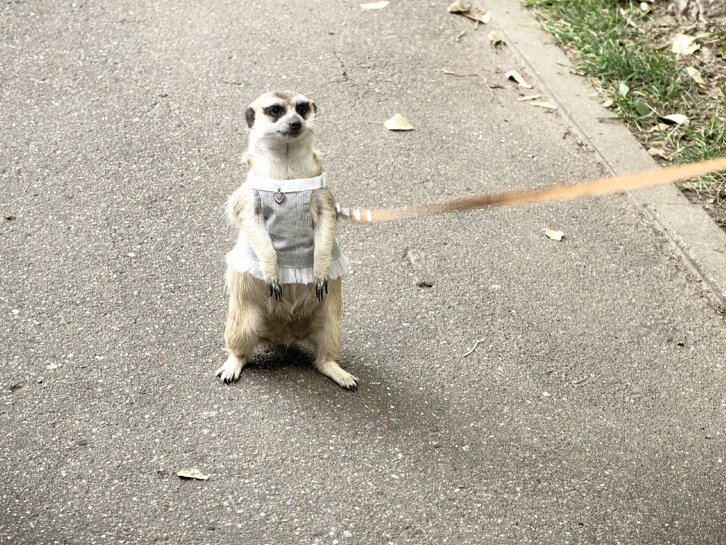 сурикаты, одежда для экзотов, финик и марта, костюмы, дизайнер,