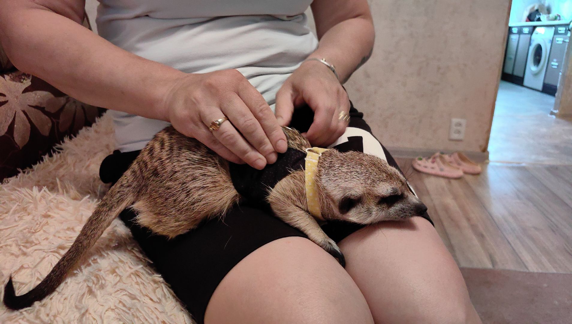 сурикаты, одежда для экзотов, финик и марта, костюмы, дизайнер,