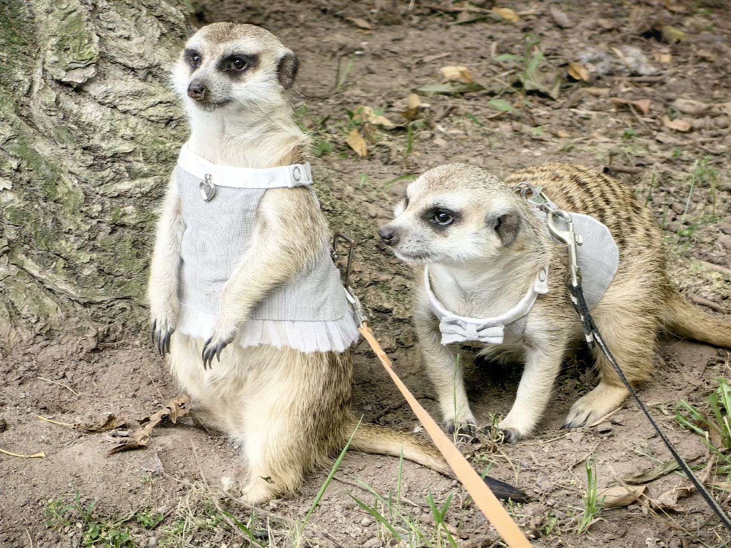 сурикаты, одежда для экзотов, финик и марта, костюмы, дизайнер,