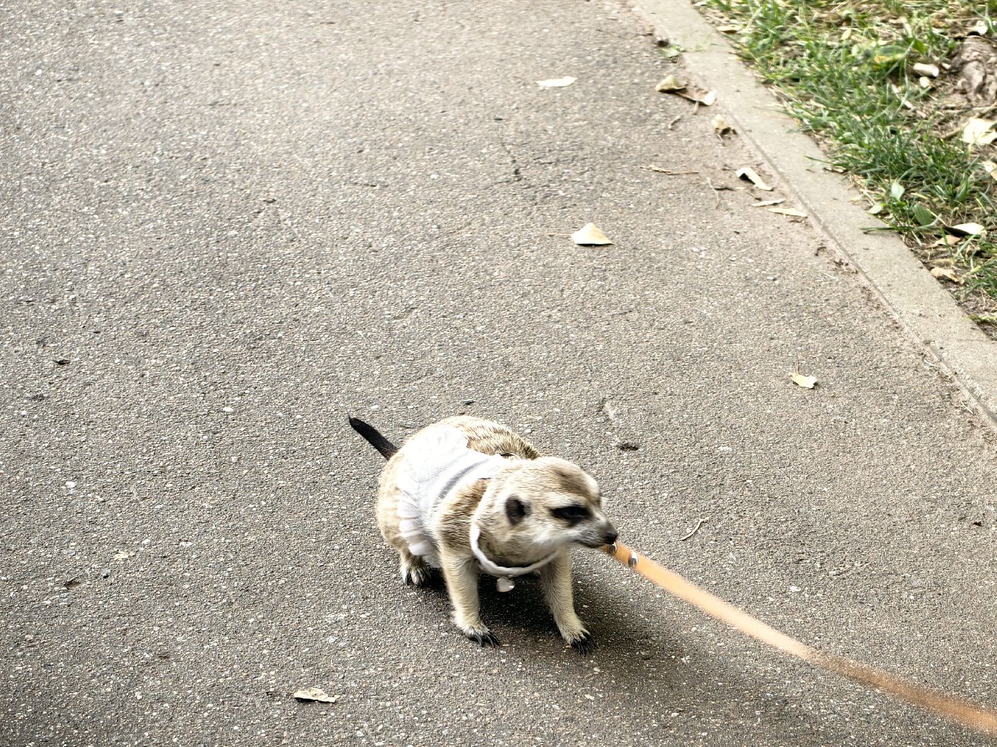 сурикаты, одежда для экзотов, финик и марта, костюмы, дизайнер,
