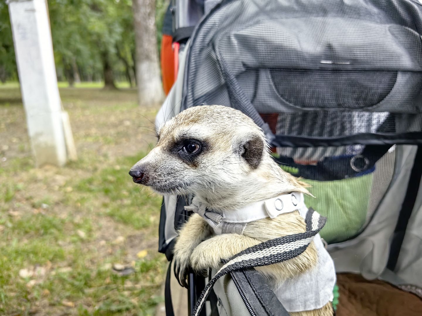 сурикаты, одежда для экзотов, финик и марта, костюмы, дизайнер,