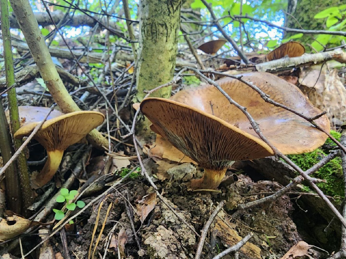 пущино, серпухов, грибы,