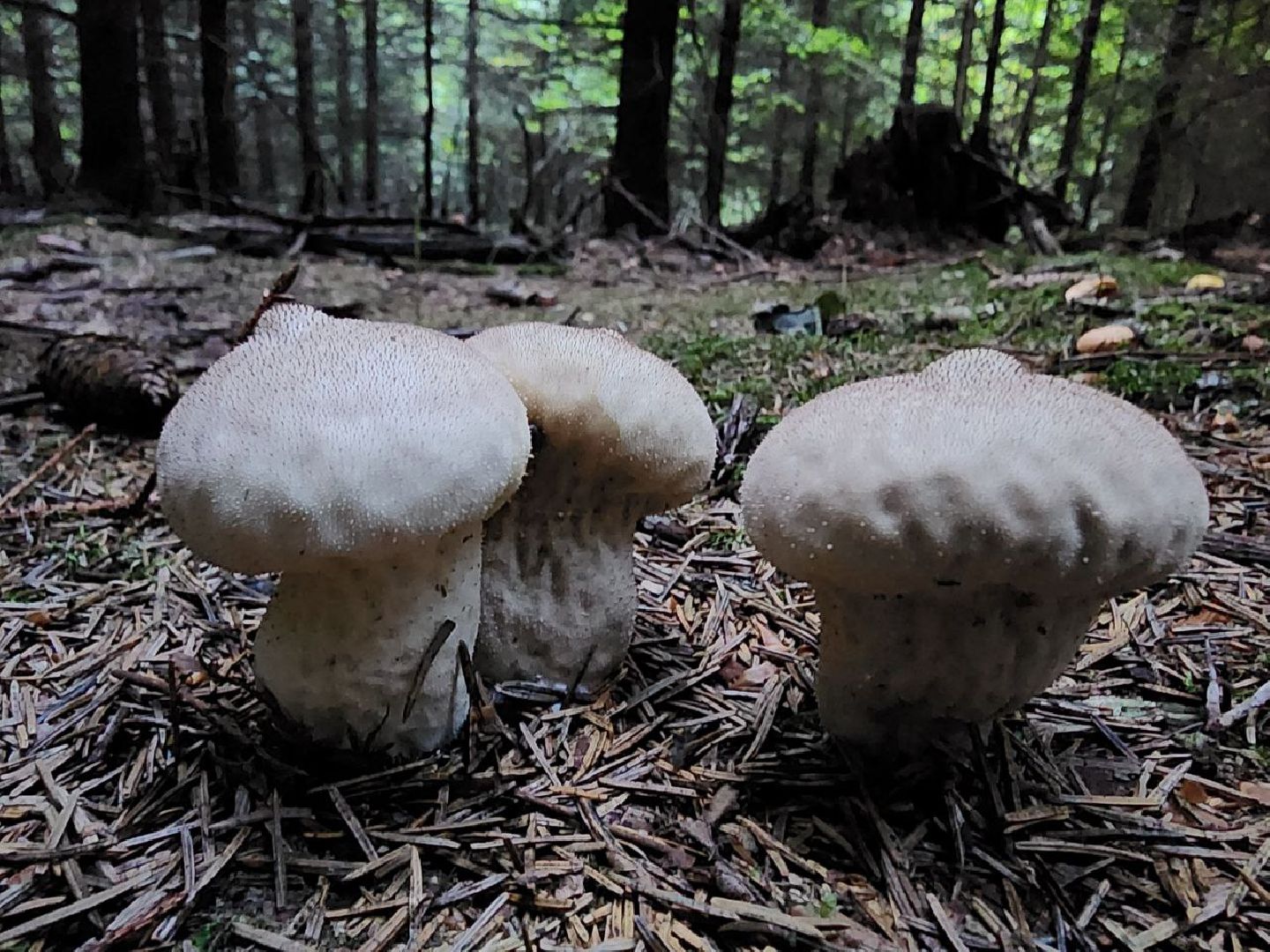 пущино, серпухов, грибы,