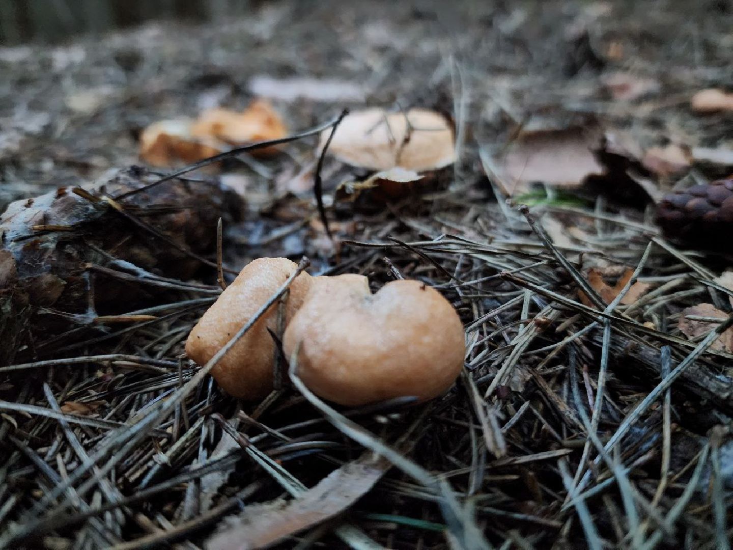 пущино, серпухов, грибы,