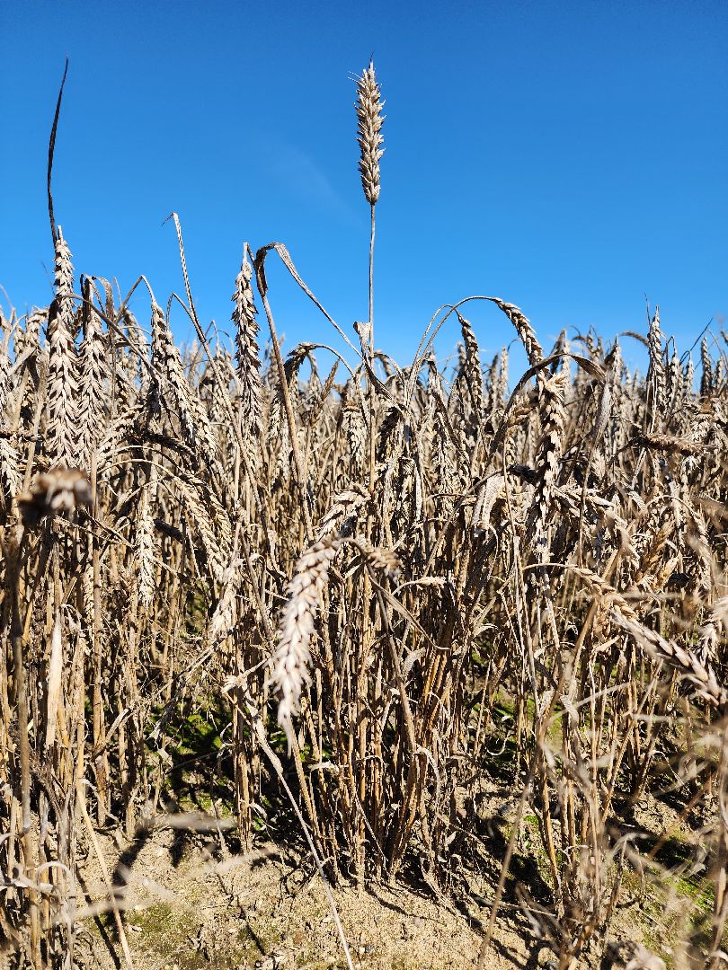 сельское хозяйство, уборка урожая, сельскохозяйственные культуры, Обухово, Богородский городской округ,