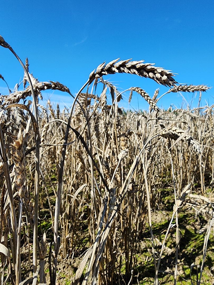 сельское хозяйство, уборка урожая, сельскохозяйственные культуры, Обухово, Богородский городской округ,