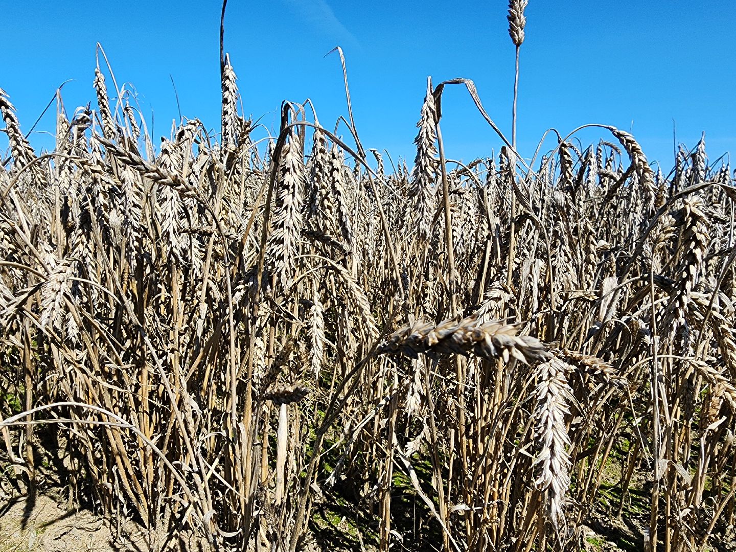сельское хозяйство, уборка урожая, сельскохозяйственные культуры, Обухово, Богородский городской округ,