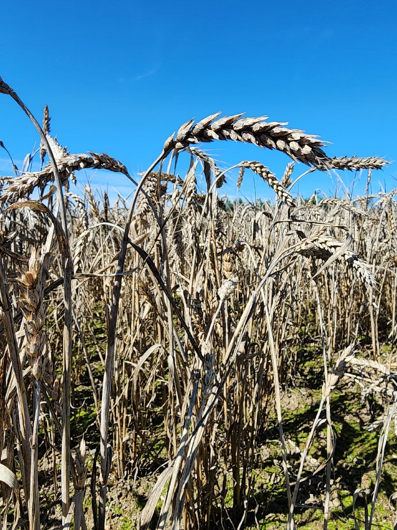 сельское хозяйство, уборка урожая, сельскохозяйственные культуры, Обухово, Богородский городской округ,