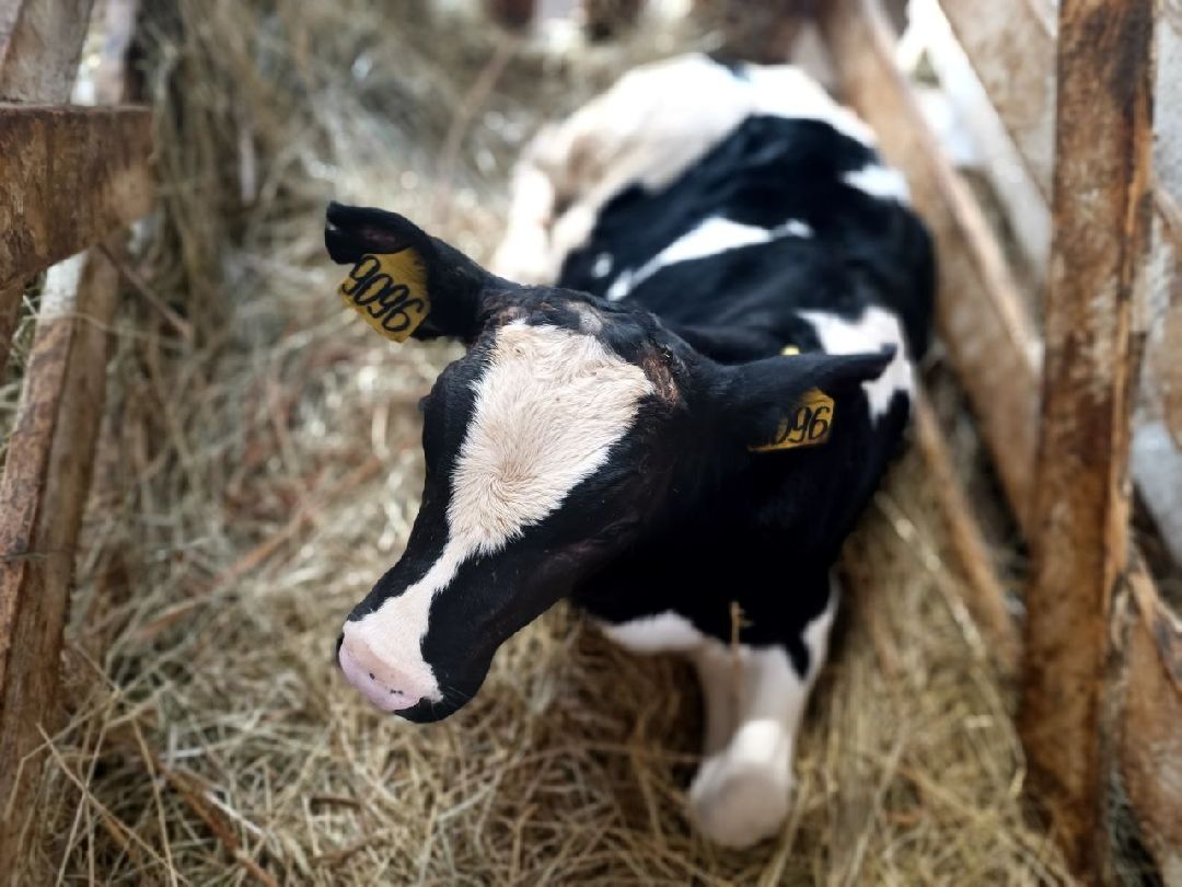 Можайск, общество