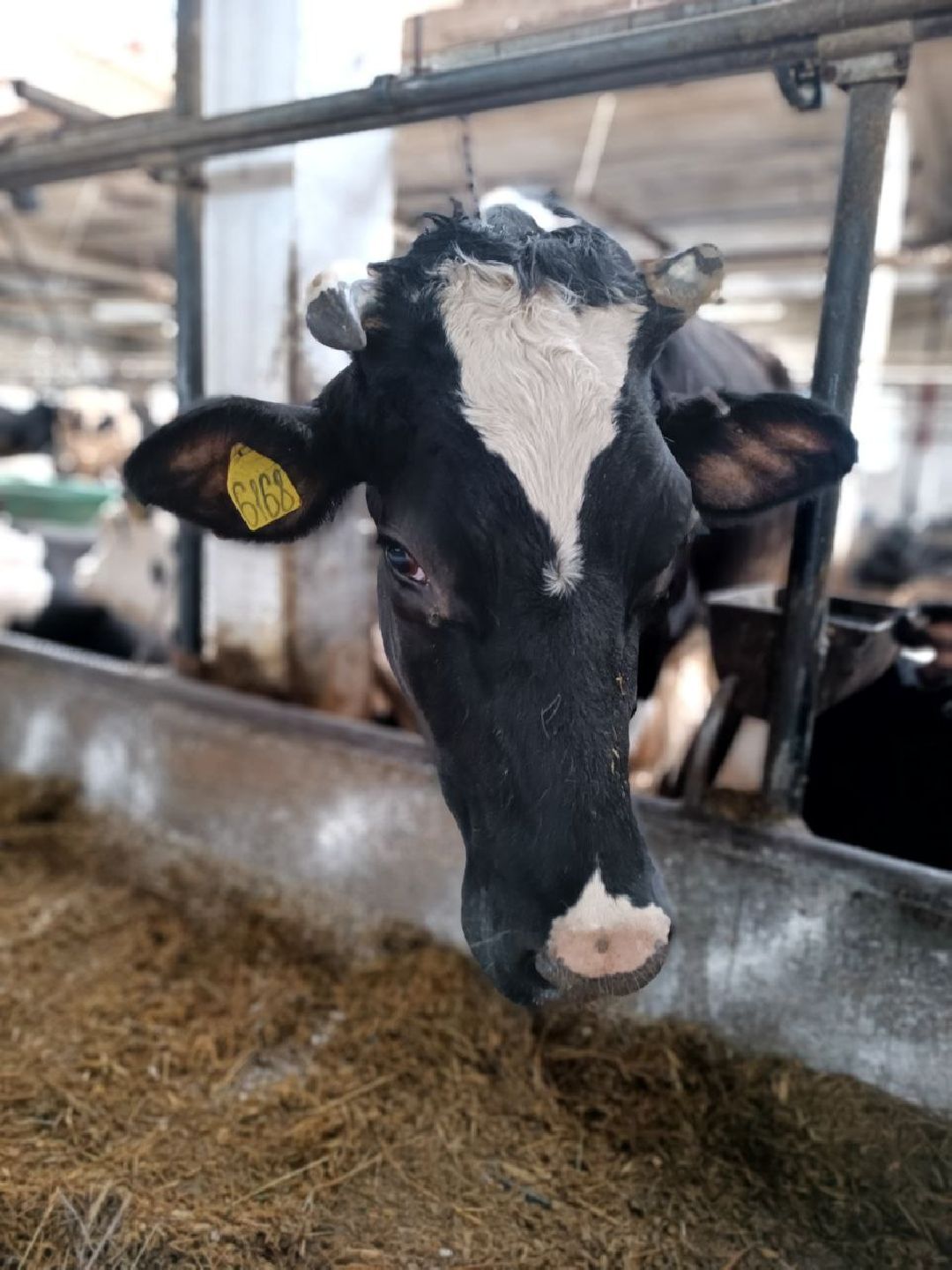 Можайск, общество