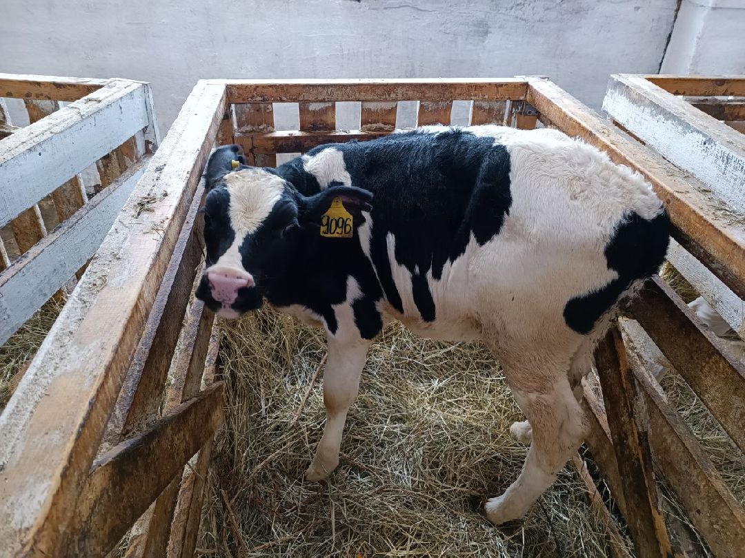 Можайск, общество