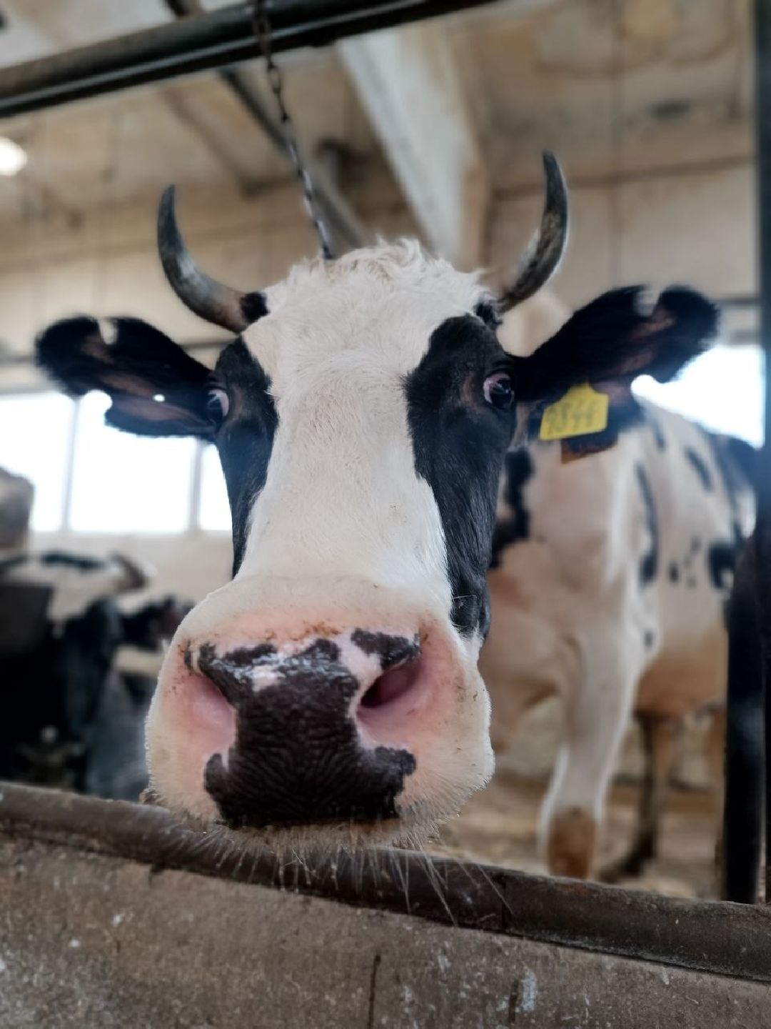 Можайск, общество