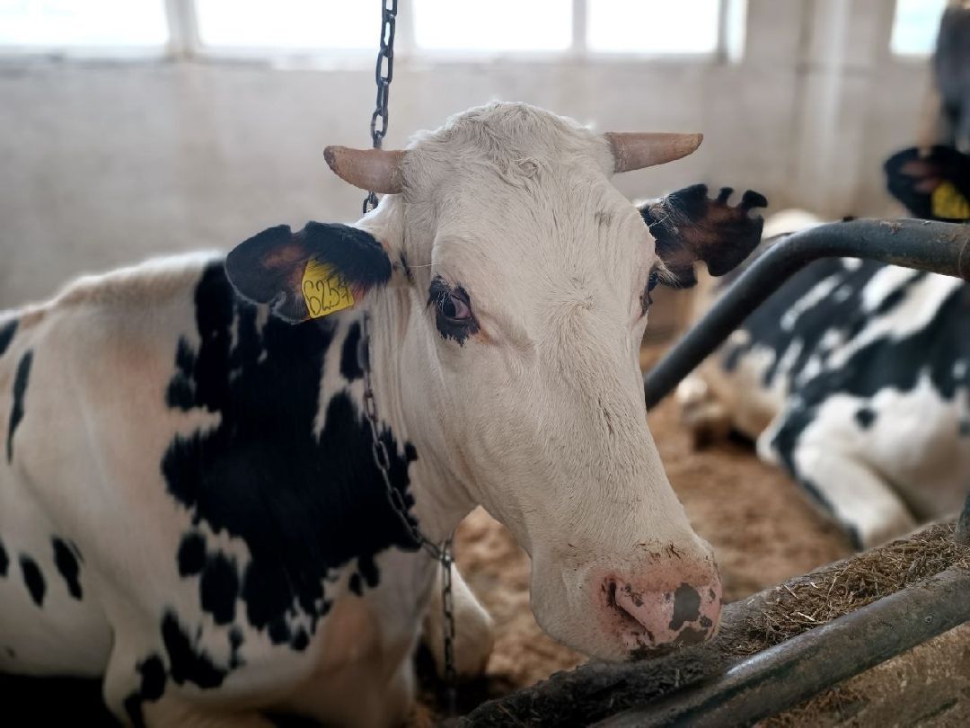 Можайск, общество